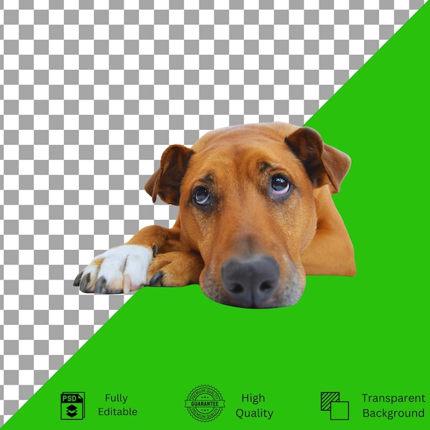 Designs editáveis para criatividade com temas de animais de estimação
