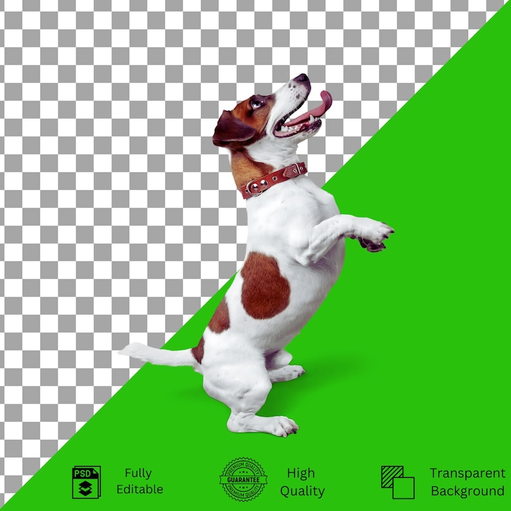PSD designs editáveis para criatividade com temas de animais de estimação