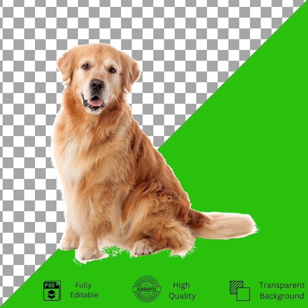 Designs editáveis para criatividade com temas de animais de estimação