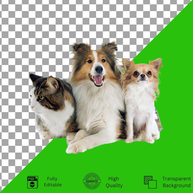Designs editáveis para criatividade com temas de animais de estimação