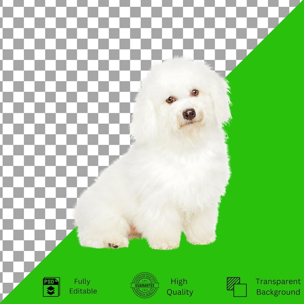 Designs editáveis para criatividade com temas de animais de estimação