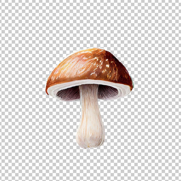 Le Dessin Des Champignons