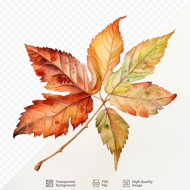 PSD un dessin d'une feuille étiquetée « automne ».