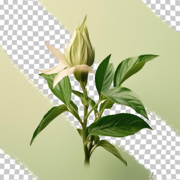 PSD un dessin d'une fleur avec une fleur verte dessus