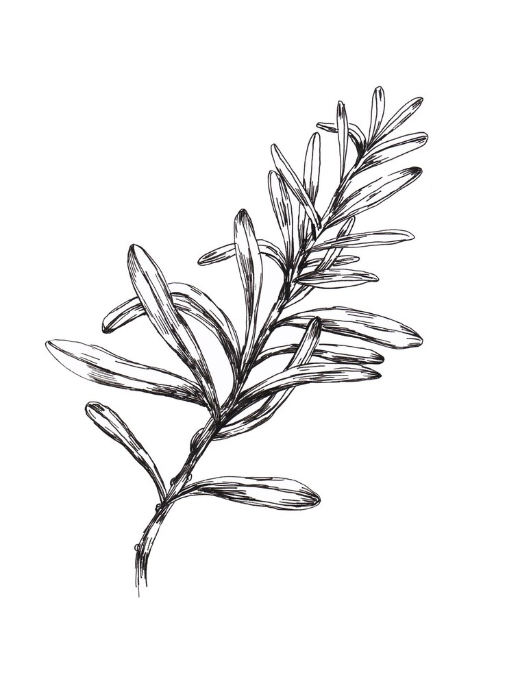 PSD dessin graphique en noir et blanc de romarin avec des lignes tranchantes et des feuilles détaillées