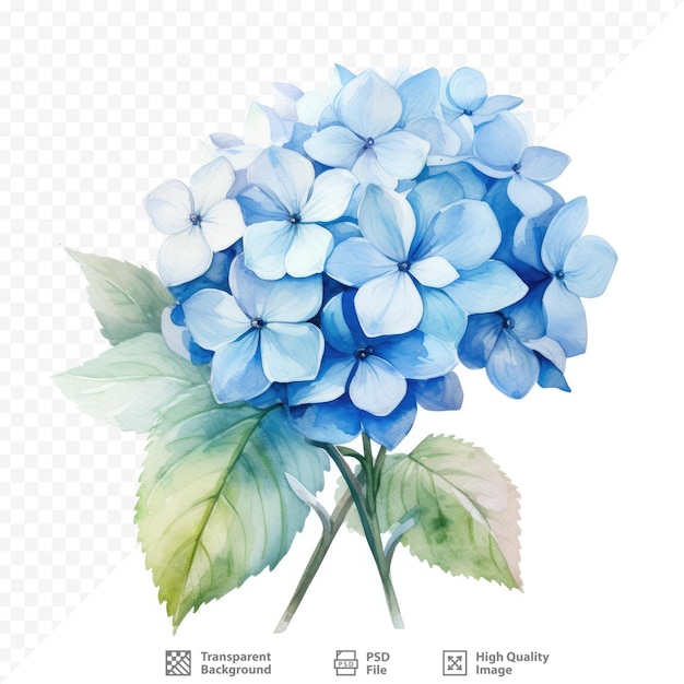 Un Dessin D'un Hortensia Bleu Avec Des Feuilles Vertes Et Des Fleurs Bleues.