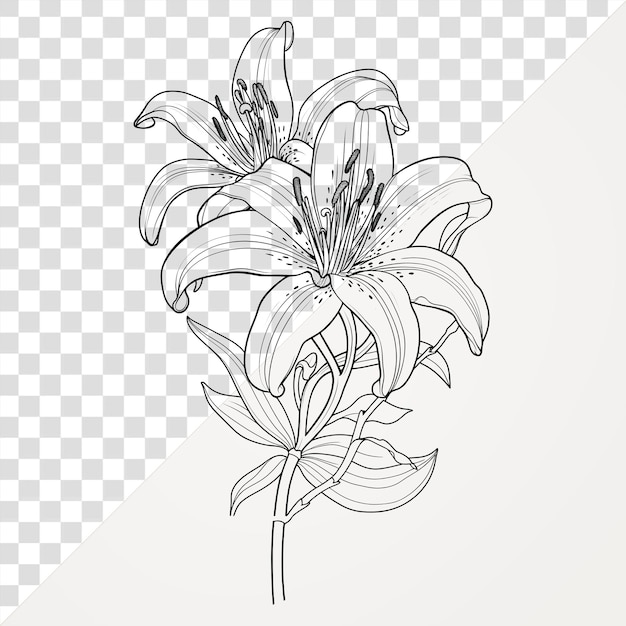 Dessin d'illustration artistique du lily de PNG