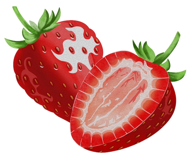 Dessin à la main à l'aquarelle de fraise