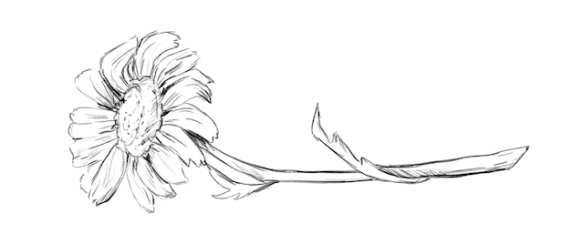 Dessin en noir et blanc avec de la camomille sur une longue tige avec des feuilles Illustration pittoresque dessinée à la main