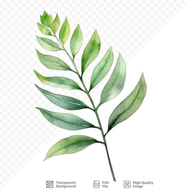 PSD un dessin d'une plante aux feuilles vertes et le texte 