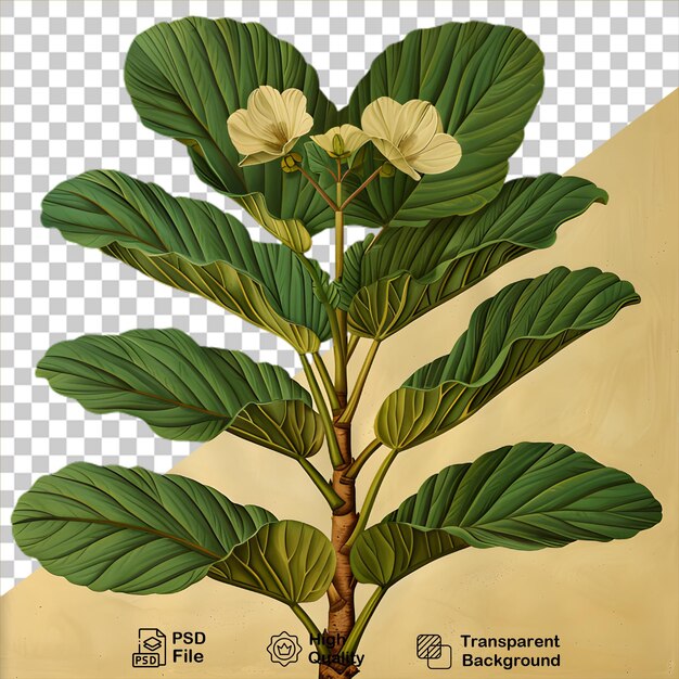 PSD un dessin d'une plante sur un fond transparent