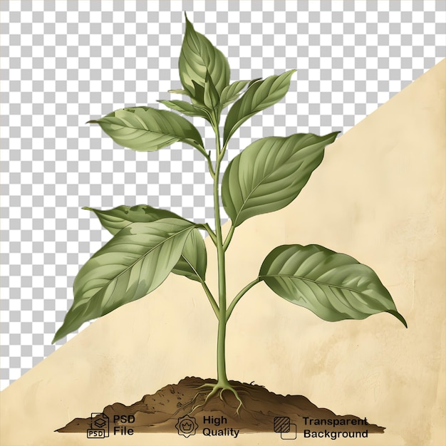 PSD un dessin d'une plante sur un fond transparent