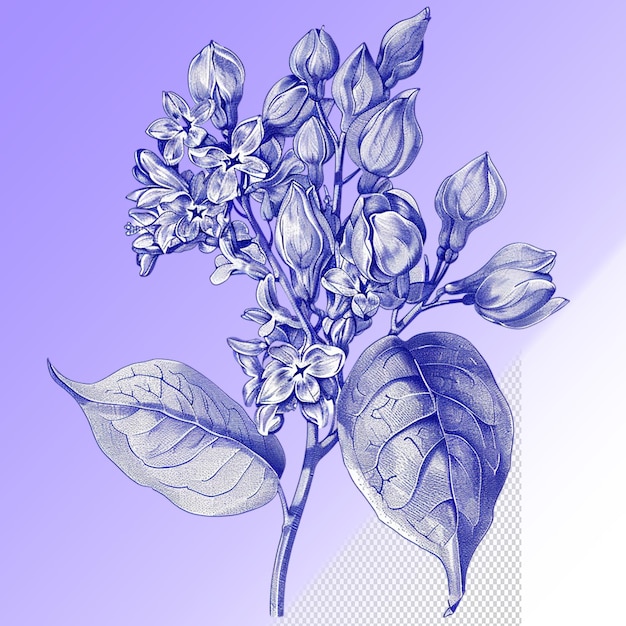 PSD un dessin d'une plante avec un fond violet avec une fleur dessus