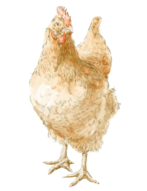 un dessin d'un poulet avec une étoile dorée dessus