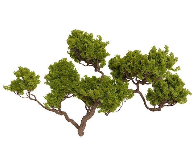 Detailed Bonsai Tree with Lush Green Foliage and Twisted Branches