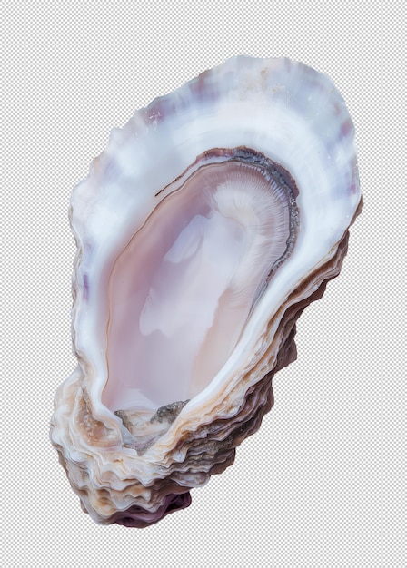 Detailed macro oyster shell in pastel shades with intricate textures isolated on a transparent background for versatile use in design projectsxA