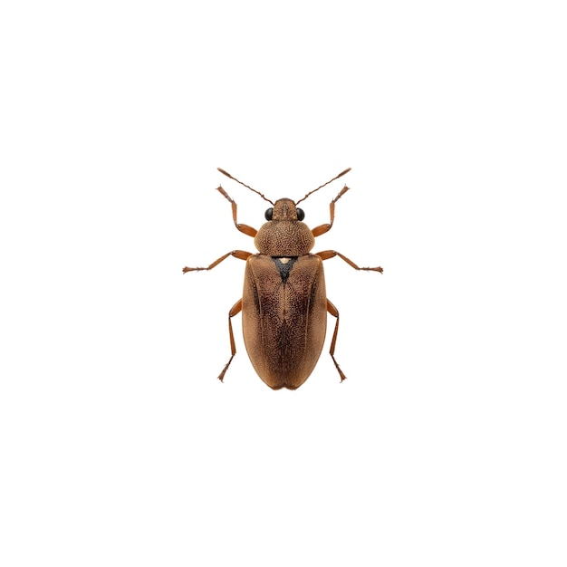 Detailed Macro Shot of a Brown Beetle Isolated on White Background