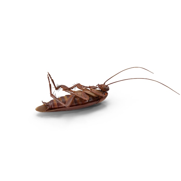 A detailed shot of a dead cockroach on its back isolated on white
