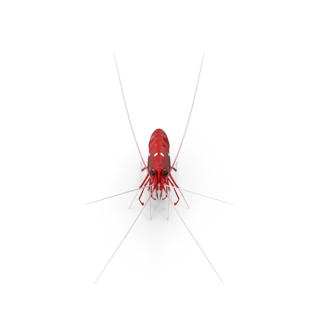 Detailed Top-Down View of a Red Shrimp on White