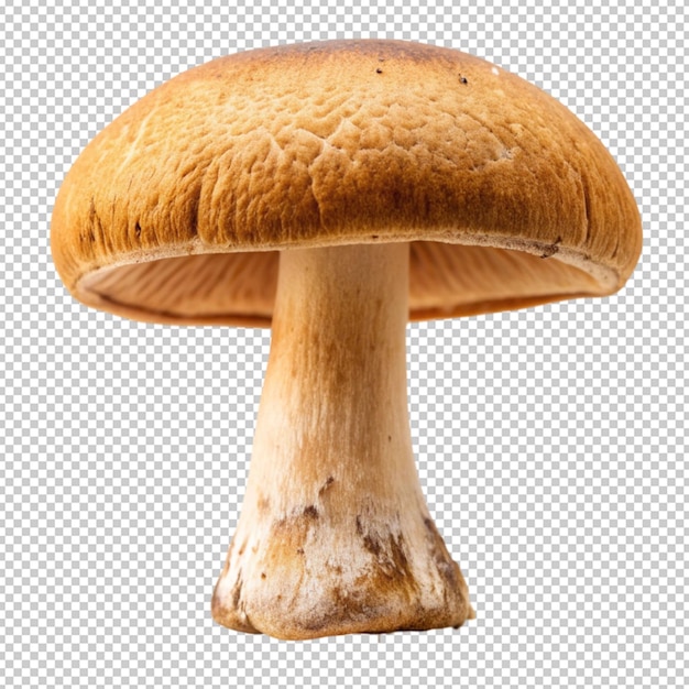 Detailní záběr houby s bílým pozadím