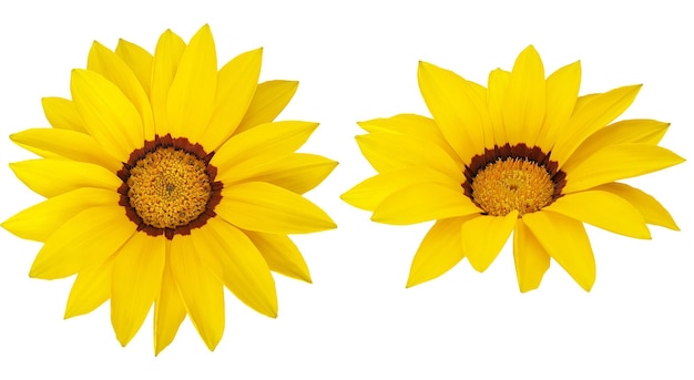 Deux beaux tournesols jaunes en pleine floraison