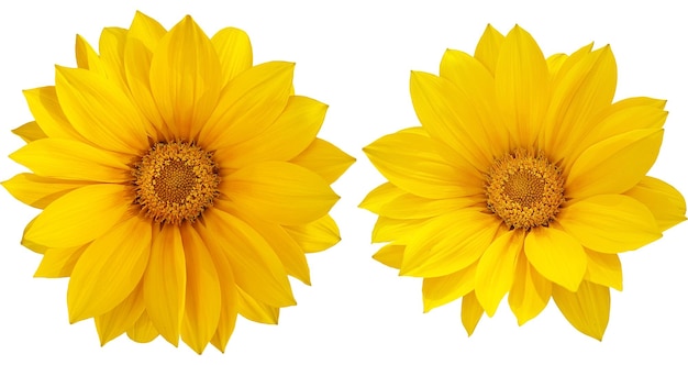 Deux beaux tournesols en pleine floraison avec des pétales jaunes