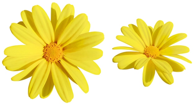 Deux belles marguerites jaunes en pleine floraison sur un fond blanc