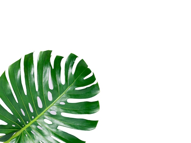Deux feuilles de Monstera de la jungle tropicale isolées à l'arrière-plan transparent de la plante de fromage suisse