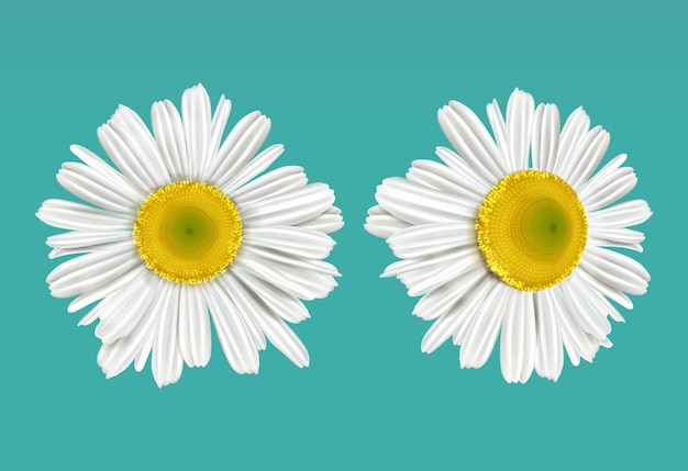 PSD deux fleurs de marguerite