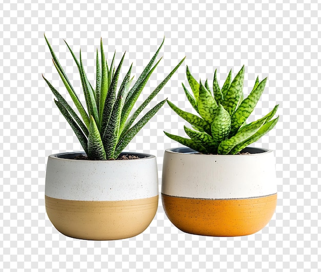 Deux plantes d'aloe vera dans des pots de céramique modernes