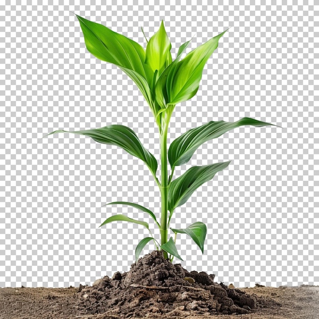 PSD dia internacional dos trópicos verão plantas de flores de grama tropical isoladas em fundo transparente