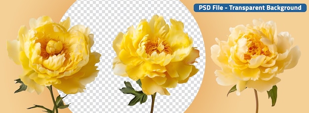 Para el día de San Valentín un conjunto de hierba de composición de flor de peonía amarilla