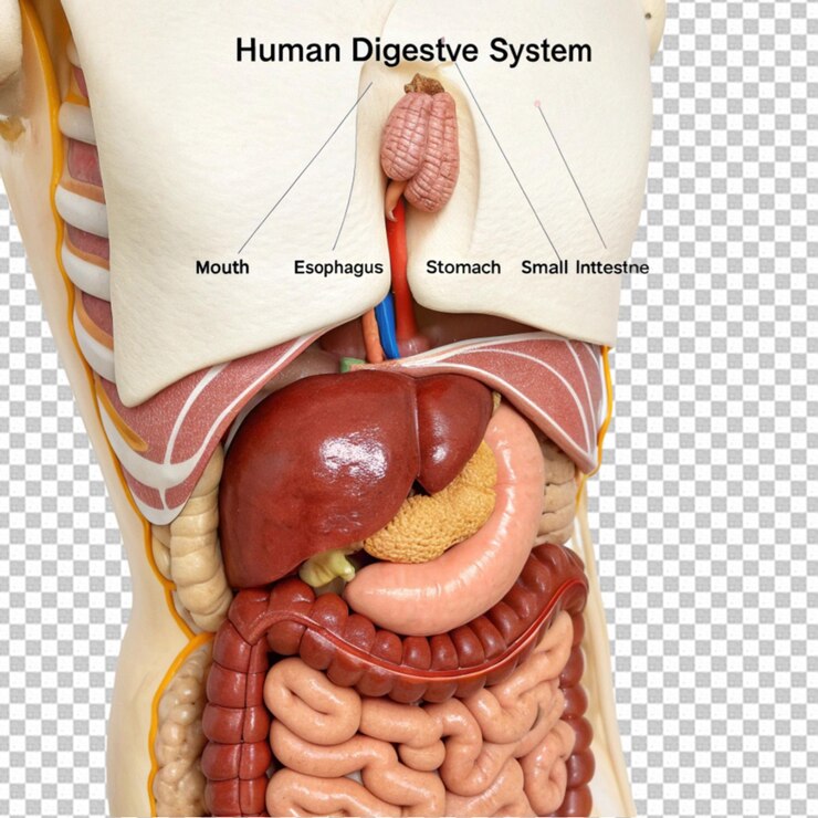 PSD diagrama de anatomía del sistema digestivo humano