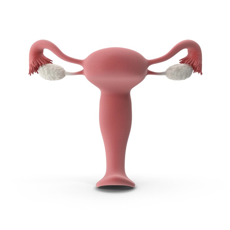PSD diagrama do sistema reprodutivo feminino ilustração médica editável para ciência da saúde e anatomia