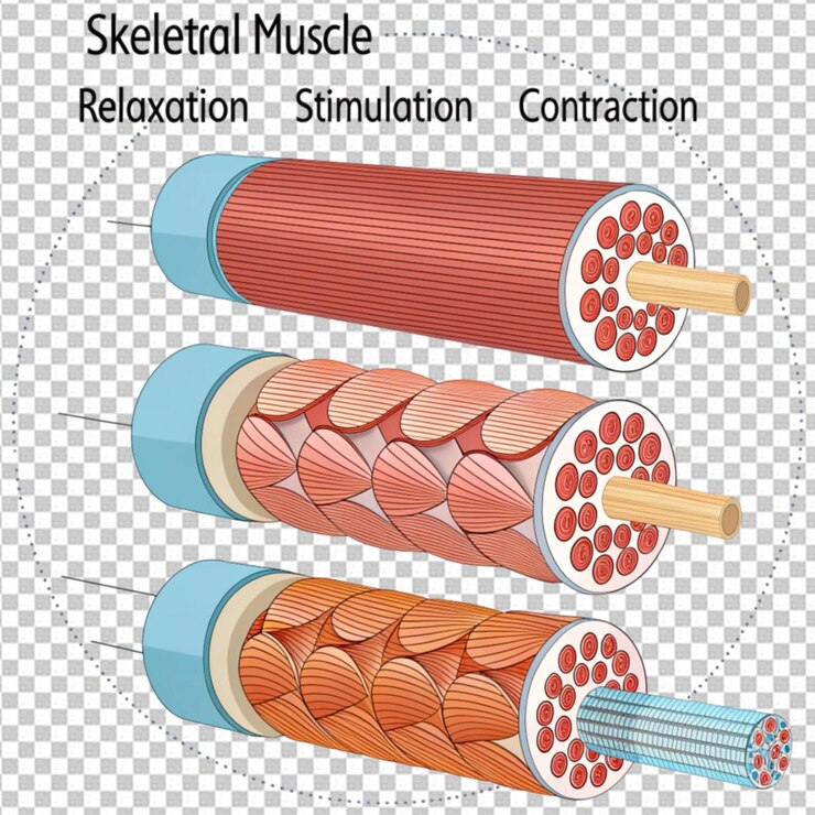 PSD diagrama mostrando tipos de células musculares
