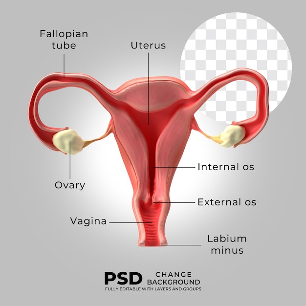 Diagramm der Gebärmutter