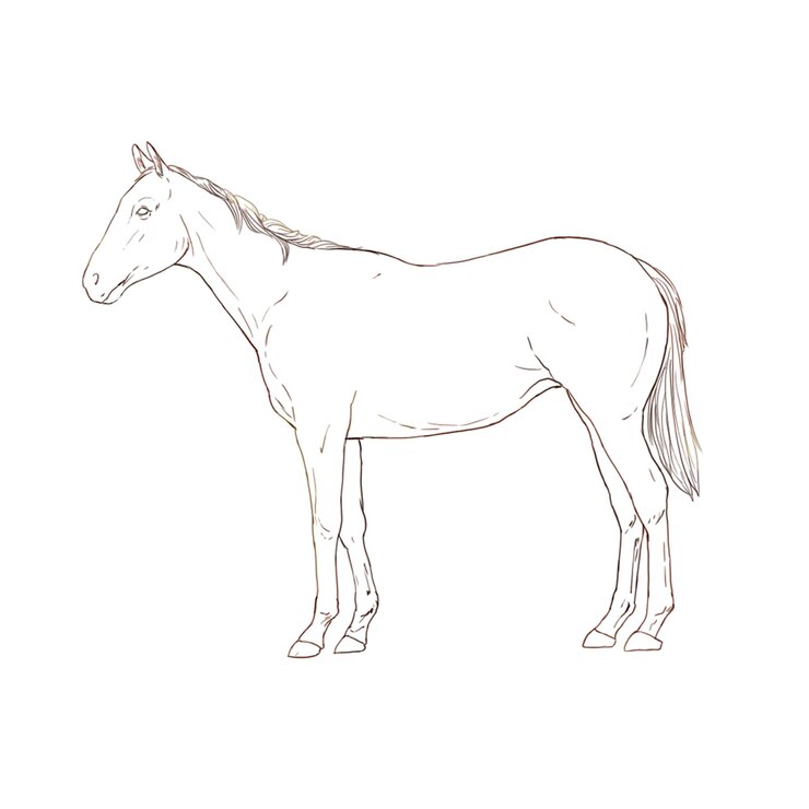 PSD un dibujo de un caballo con un caballo blanco en él
