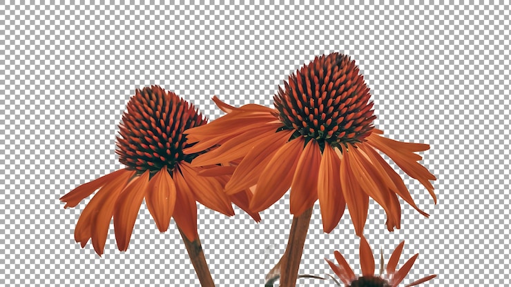 PSD un dibujo de una flor con un fondo negro