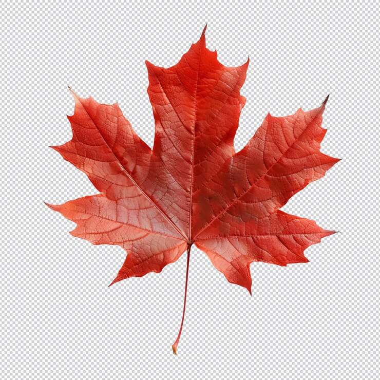 PSD un dibujo de una hoja de arce roja con la palabra otoño en él