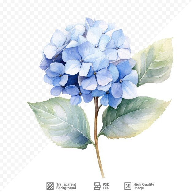 PSD un dibujo de una hortensia azul con hojas verdes.