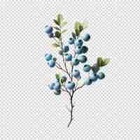 PSD un dibujo de una planta con bayas azules