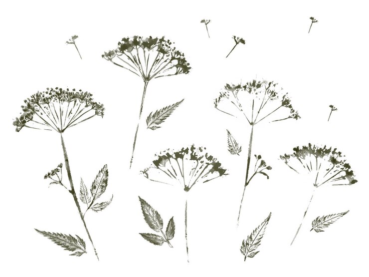 PSD dibujos en acuarela de flores silvestres secas monocromáticos sin fondo