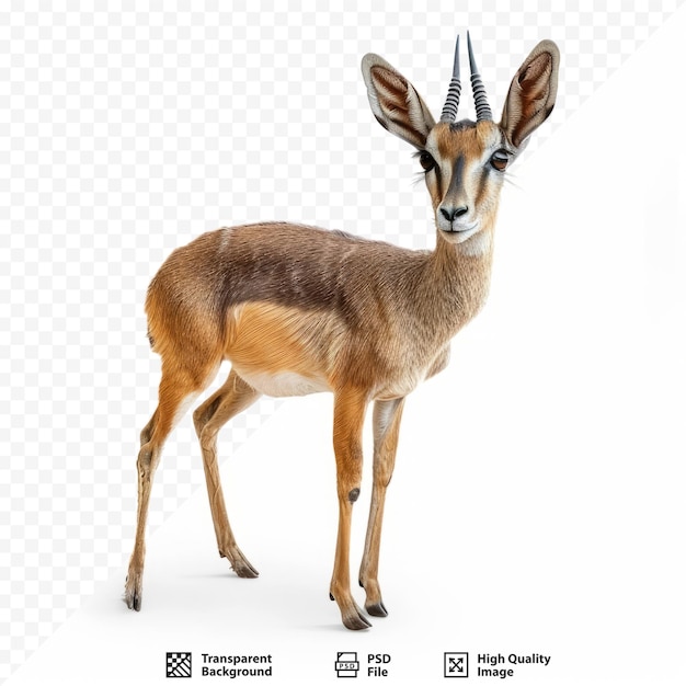 PSD die antilope steht in der savanne von kenia dik dik