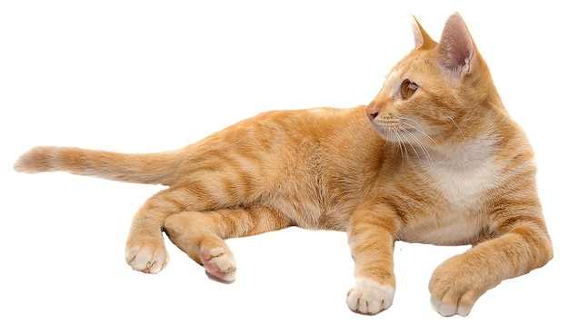 Die entzückende orangefarbene Tabby-Katze ruht sich aus
