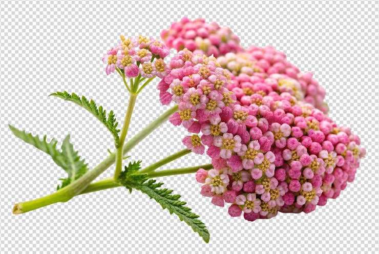 PSD die gesundheitlichen vorteile der yarrow, die sie kennen sollten