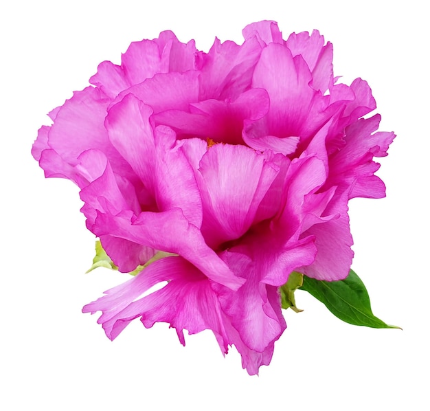 Die lebendige rosa Pfeonenblume in voller Blüte