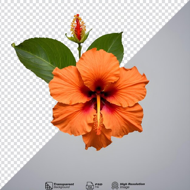 PSD die malaysische nationalblume ist ein orangefarbener hibiskus auf einem durchsichtigen hintergrund.