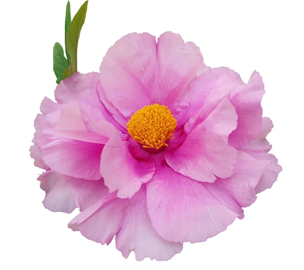 Die rosa Pioene in voller Blüte