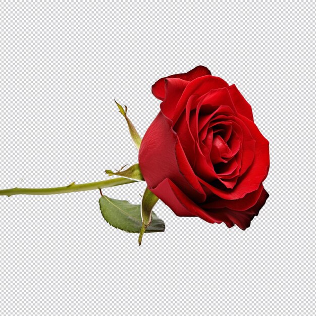 Die rose png.