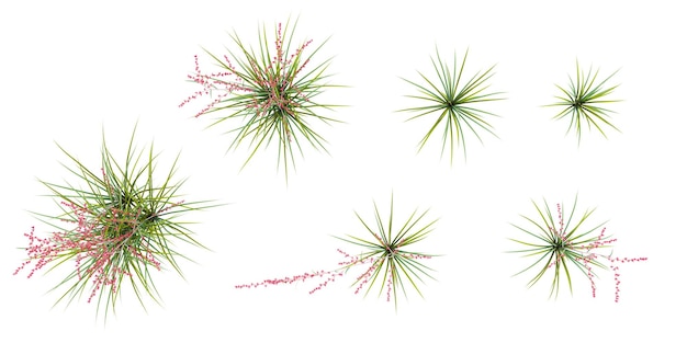 Die roten Yucca-Bäume des Dschungels bilden ausgeschnittenes 3D-Rendering von oben aus